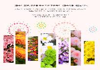 국화축제.jpg
